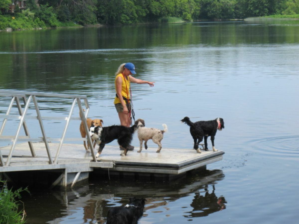 Good dogs!