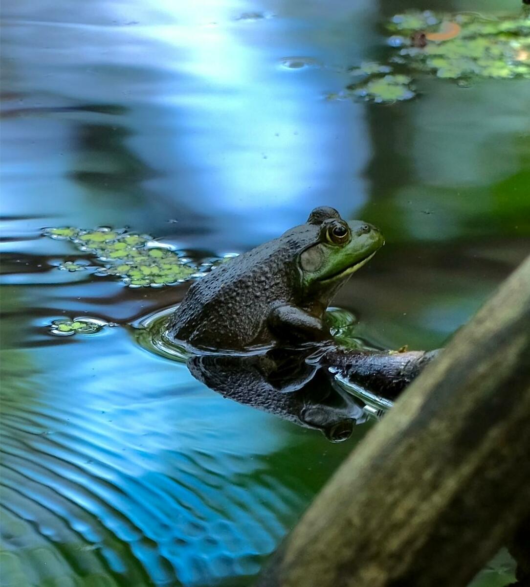 A frog in Mud Lake