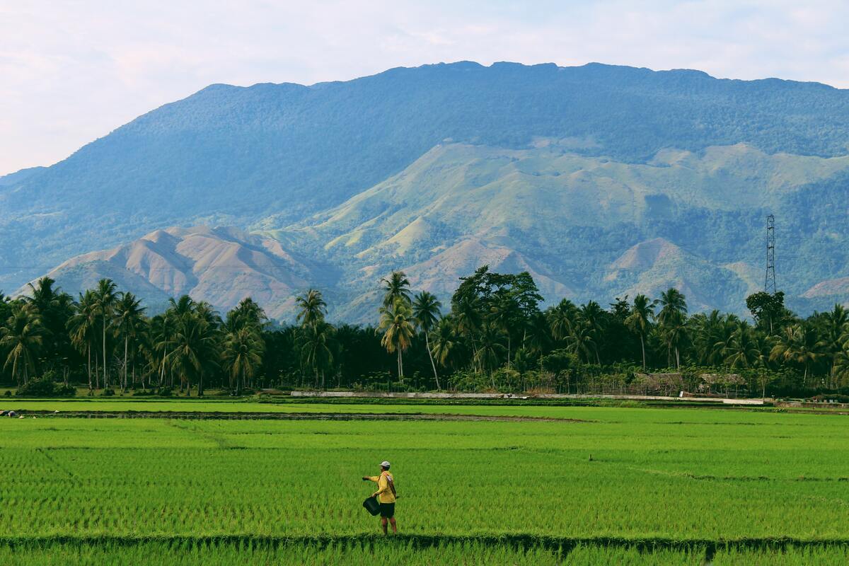 Rice field