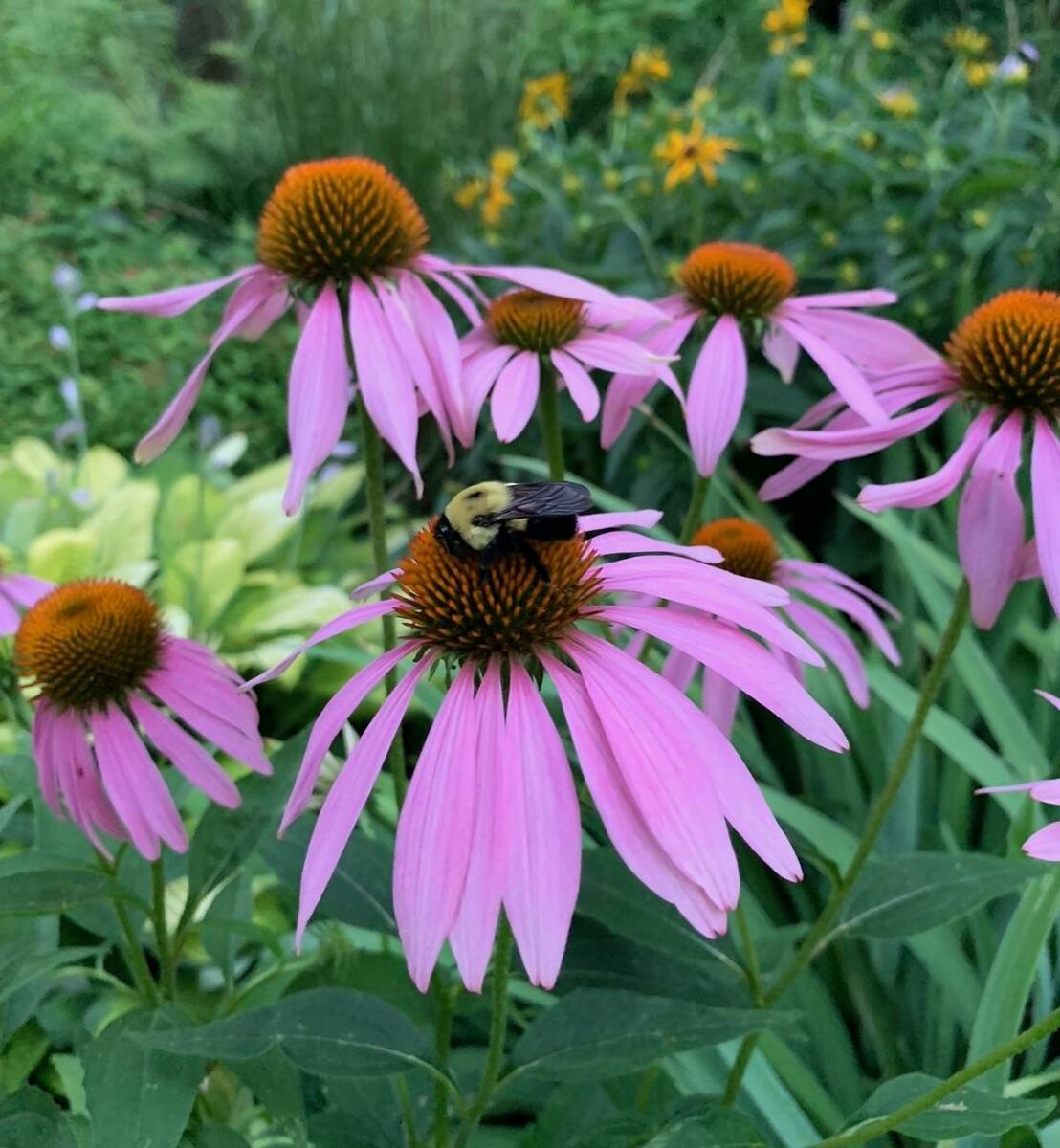 A bee on a flower