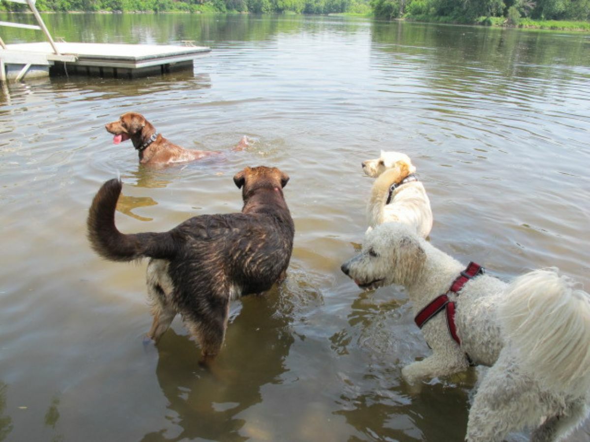 Very good dogs cooling off in the Rideau River.